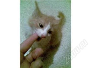 Лот: 88810. Фото: 1. отдам в хорошие руки кошечку. Остальные животные