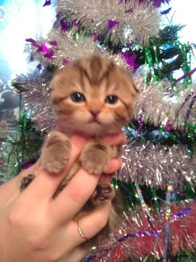Лот: 10846985. Фото: 1. шотландские котята. Кошки, котята