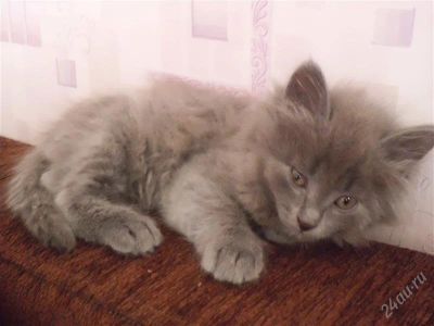 Лот: 2710763. Фото: 1. котенок. Кошки, котята