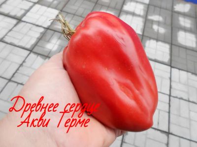 Лот: 18239643. Фото: 1. семена томата Древнее сердце Акви... Овощи