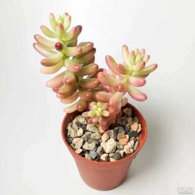 Лот: 17377982. Фото: 1. Седум Рубротинктум Аврора – Sedum... Горшечные растения и комнатные цветы