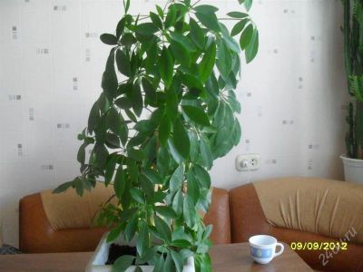 Лот: 2079164. Фото: 1. цветок шефлера. Горшечные растения и комнатные цветы