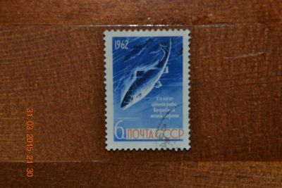 Лот: 5320550. Фото: 1. Марка СССР 1962г. из серии рыбы. Марки