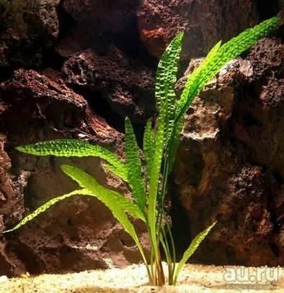 Лот: 15755256. Фото: 1. Криптокорина Апоногетонолистная... Водные растения