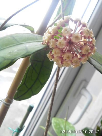 Лот: 7584002. Фото: 1. хойя ((Hoya finlaysonii). Горшечные растения и комнатные цветы