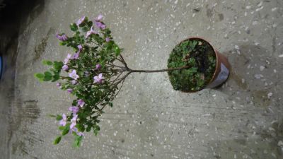 Лот: 4134141. Фото: 1. Борония. Горшечные растения и комнатные цветы