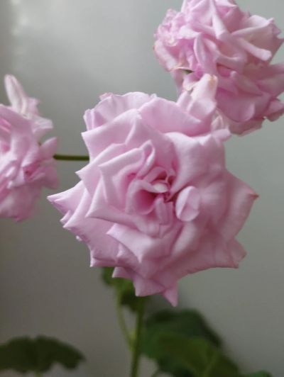 Лот: 22156146. Фото: 1. Пеларгия Леди Гертруда цветет. Горшечные растения и комнатные цветы