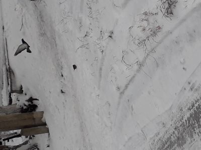 Лот: 12596840. Фото: 1. Покормите птиц в своем дворе... Птицы