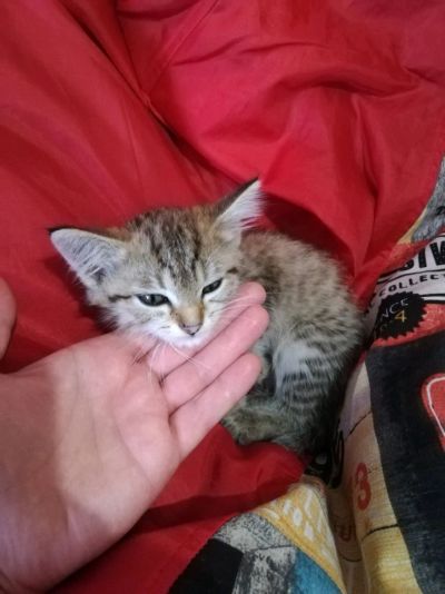 Лот: 14484615. Фото: 1. Котенок. В добрые руки. Кошки, котята