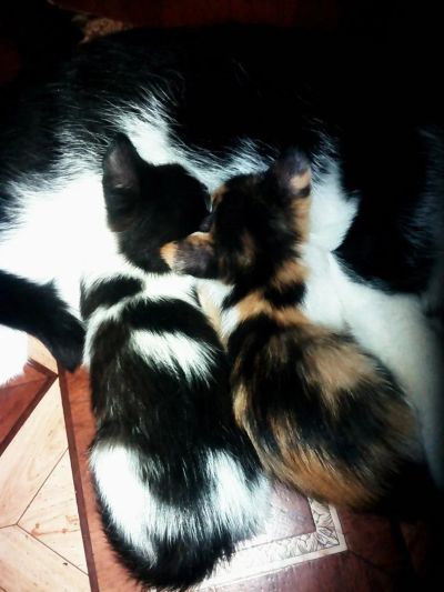 Лот: 6591900. Фото: 1. котейки. Кошки, котята