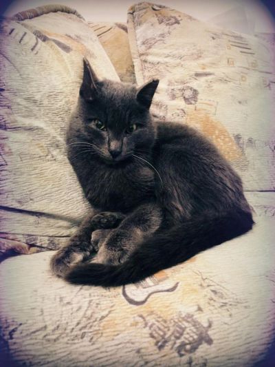 Лот: 6631930. Фото: 1. Серый кот. Кошки, котята