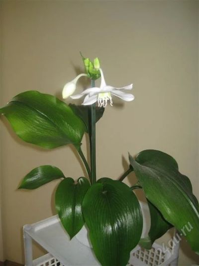 Лот: 1632817. Фото: 1. белая лилия эаухарис большая молодая... Горшечные растения и комнатные цветы
