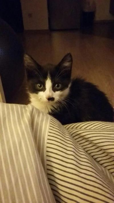 Лот: 7175879. Фото: 1. Котенок в хорошие руки!. Кошки, котята