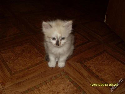 Лот: 2418576. Фото: 1. Котенок 2. Кошки, котята