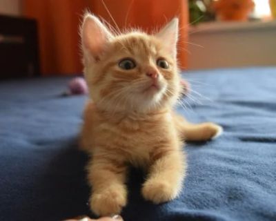 Лот: 7760269. Фото: 1. Солнышко. Кошки, котята