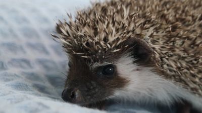 Лот: 23603277. Фото: 1. Африканский карликовый ежонок... Остальные животные