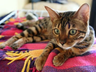 Лот: 10960044. Фото: 1. бенгальские детки. Кошки, котята