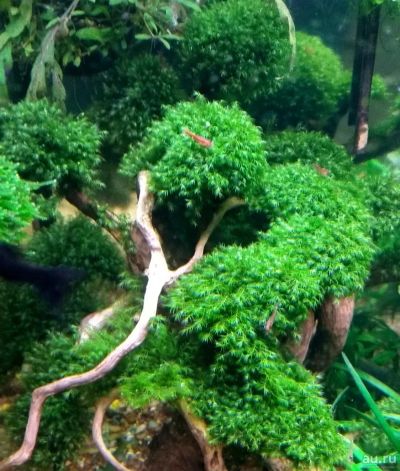 Лот: 13352742. Фото: 1. Мох Феникс Мини Фиссиденс (Fissidens... Водные растения