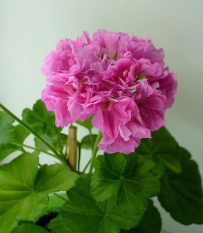 Лот: 12055712. Фото: 1. пеларгония bold pixie (молодое... Горшечные растения и комнатные цветы
