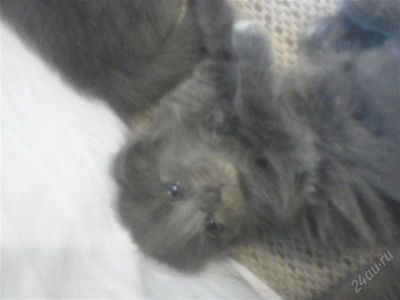 Лот: 1875736. Фото: 1. Прекрасные котята породы Русская... Кошки, котята