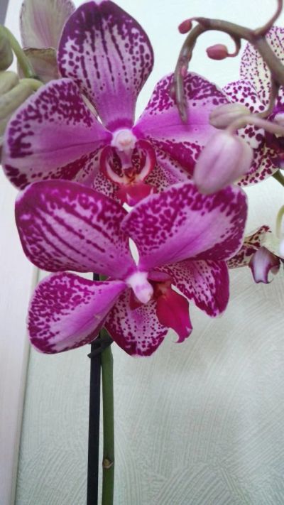 Лот: 9660520. Фото: 1. Орхидея. Горшечные растения и комнатные цветы