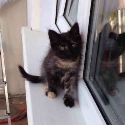 Лот: 5496348. Фото: 1. Отдадим котейку. Кошки, котята