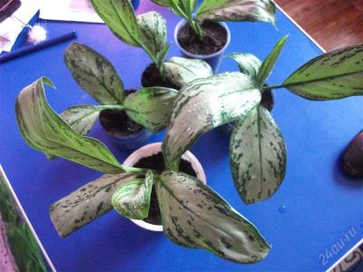 Лот: 2204119. Фото: 1. Aglaonema commutatum "Silver Queen... Горшечные растения и комнатные цветы