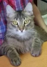 Лот: 5985373. Фото: 1. Потерялся кот. Кошки, котята