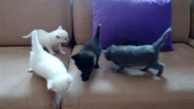 Лот: 7760985. Фото: 1. Котята. Кошки, котята