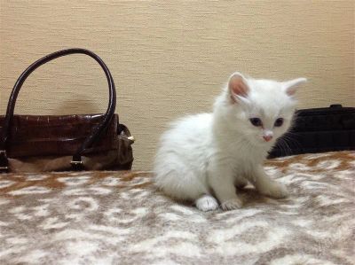 Лот: 2705580. Фото: 1. Белоснежный котенок даром. Кошки, котята