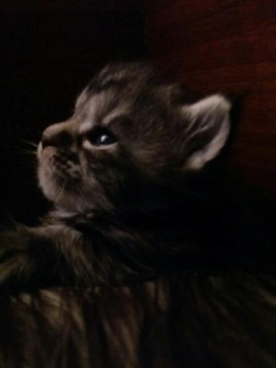 Лот: 9035664. Фото: 1. Шикарный мальчик Мейн кун ( обмен... Кошки, котята