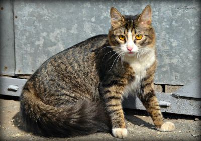 Лот: 10202916. Фото: 1. Кошка Катунь. Кошки, котята