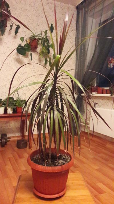 Лот: 9778923. Фото: 1. Драцена. Горшечные растения и комнатные цветы