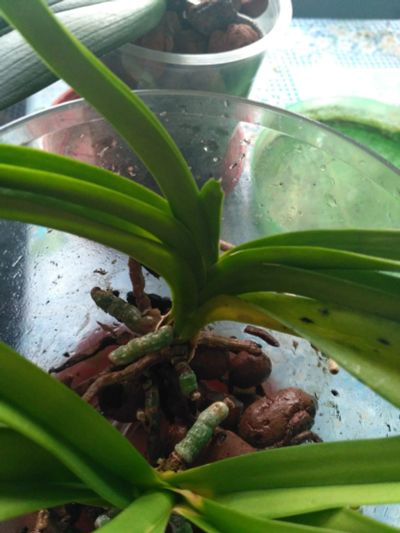 Лот: 16753336. Фото: 1. орхидея ванда Принцесса Микасса... Горшечные растения и комнатные цветы