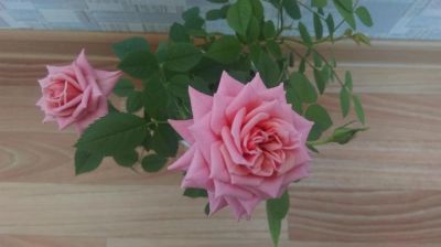 Лот: 6523319. Фото: 1. Роза розовая. Горшечные растения и комнатные цветы