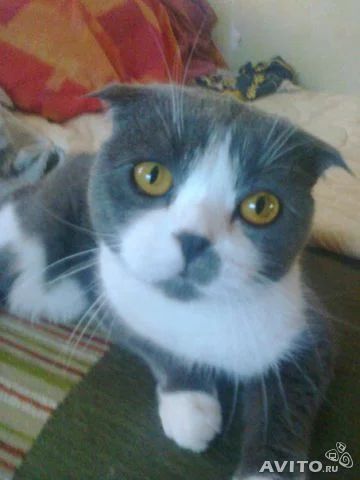Лот: 4114415. Фото: 1. Шотланский вислоухий котик ищет... Кошки, котята