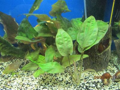 Лот: 985955. Фото: 1. Большой куст. Водные растения