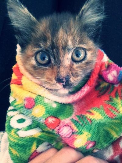 Лот: 4126071. Фото: 1. Подарю котенка, окрас черепаховый... Кошки, котята
