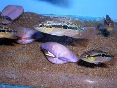 Лот: 15581464. Фото: 1. Цихлозома сальвини (Cichlasoma... Рыбки