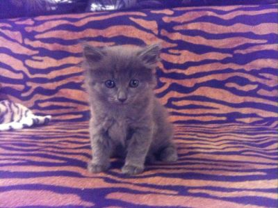Лот: 3559873. Фото: 1. Очаровательные котятки !!!!. Кошки, котята