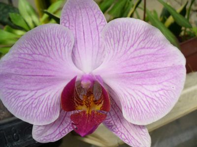 Лот: 9381565. Фото: 1. Орхидея фаленопсис (отцвела)F12. Горшечные растения и комнатные цветы