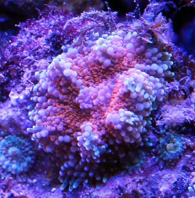 Лот: 5519875. Фото: 1. Рикордея юма (оранжевая), флюоресцентная... Моллюски, ракообразные, кораллы