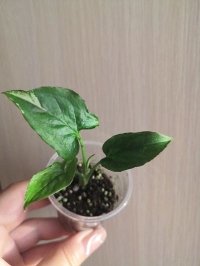 Лот: 17847565. Фото: 1. Сингониум Green Arrow Mutation... Горшечные растения и комнатные цветы
