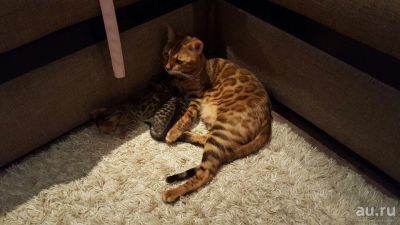 Лот: 9187260. Фото: 1. Бенгальская Кошка. Кошки, котята