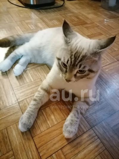 Лот: 20215530. Фото: 1. вязка кота. Уход за животными