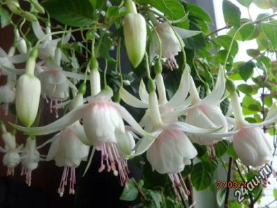 Лот: 5678205. Фото: 1. Фуксия Аннабель- черенок укорененный... Горшечные растения и комнатные цветы