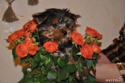 Лот: 3863121. Фото: 1. Йорки, щенки. Собаки, щенки