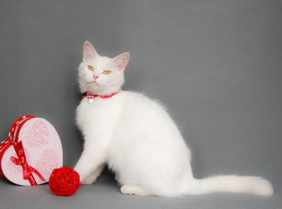 Лот: 3443156. Фото: 1. Подарю в добрые руки Кошку. Кошки, котята