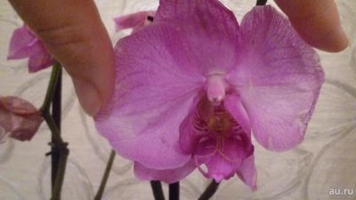 Лот: 8687335. Фото: 1. орхидея фаленопсис (отцвела)F9. Горшечные растения и комнатные цветы