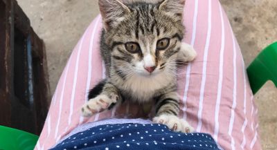 Лот: 17923226. Фото: 1. Котёнок. Кошки, котята